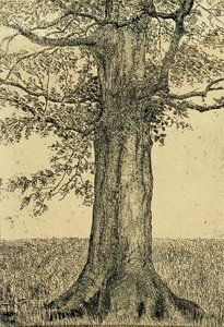 Árbol